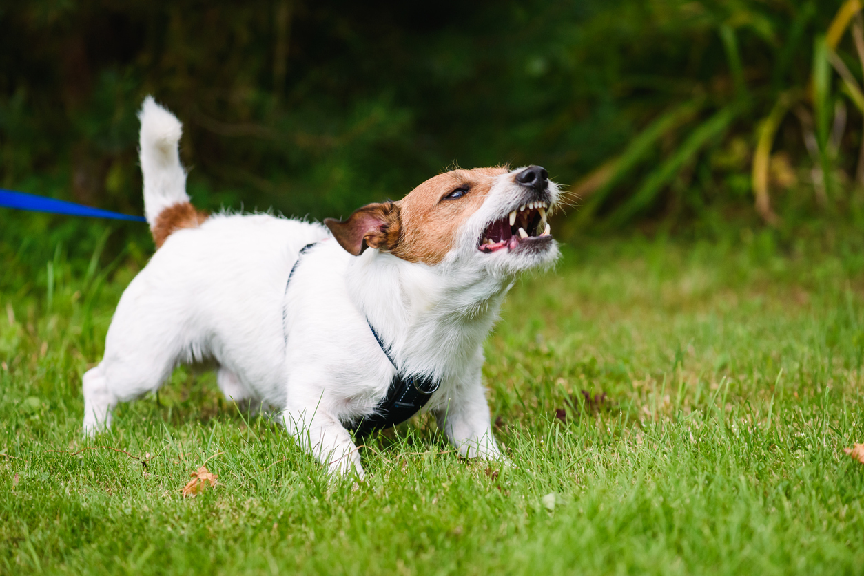 What Happens if a Dog Bites Someone on Your Property?