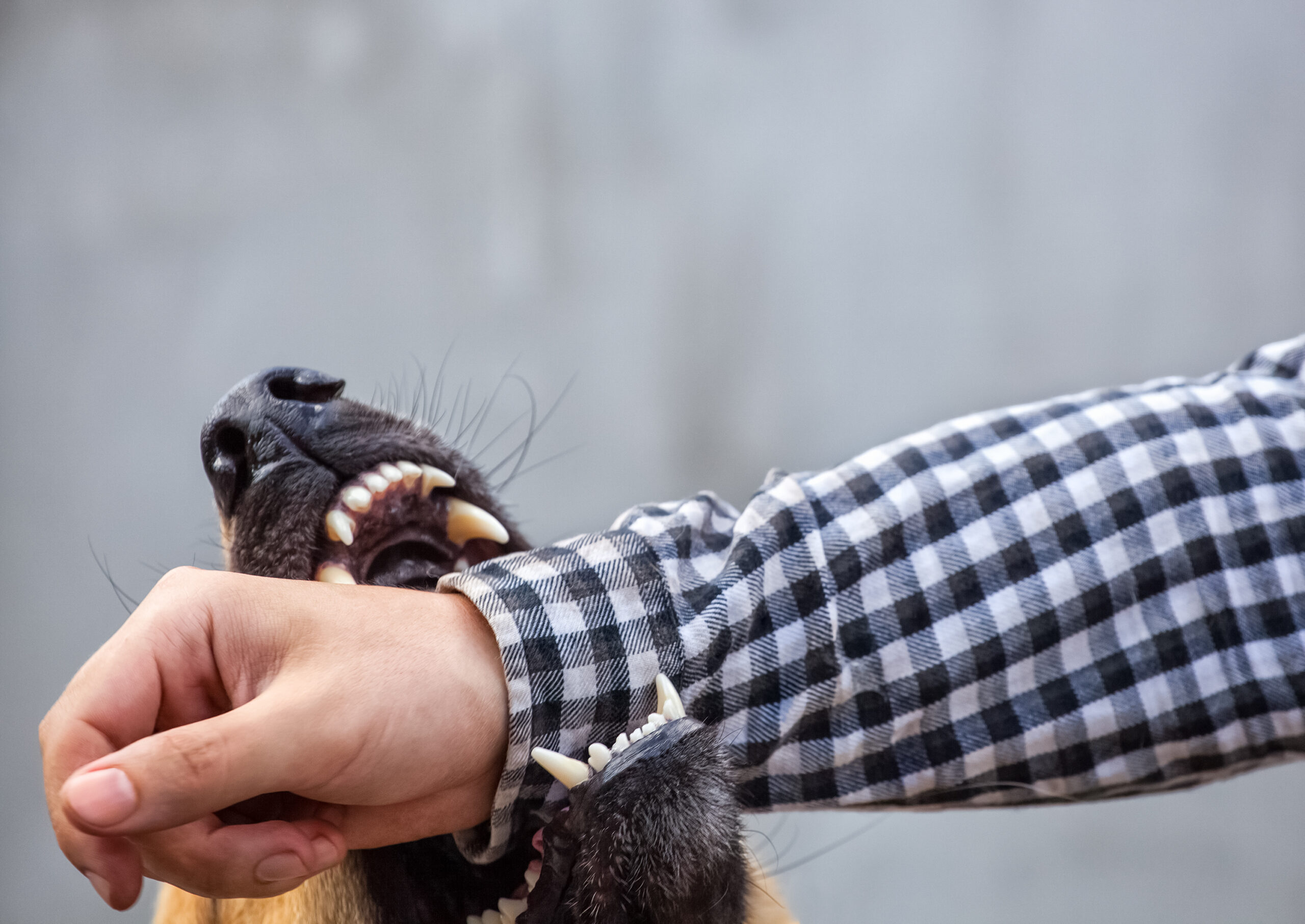 Georgia Leash Laws and Dog Bite Laws