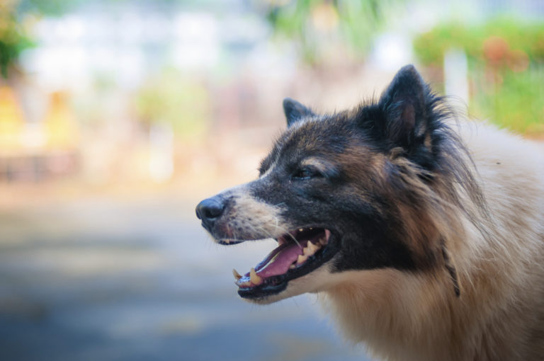 Reporting a Dog Bite: What Legal Actions Do You Take?