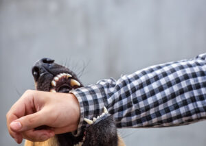Why Choose Mark Casto Personal Injury Law Firm To Help Me After a Dog Bite in LaGrange?