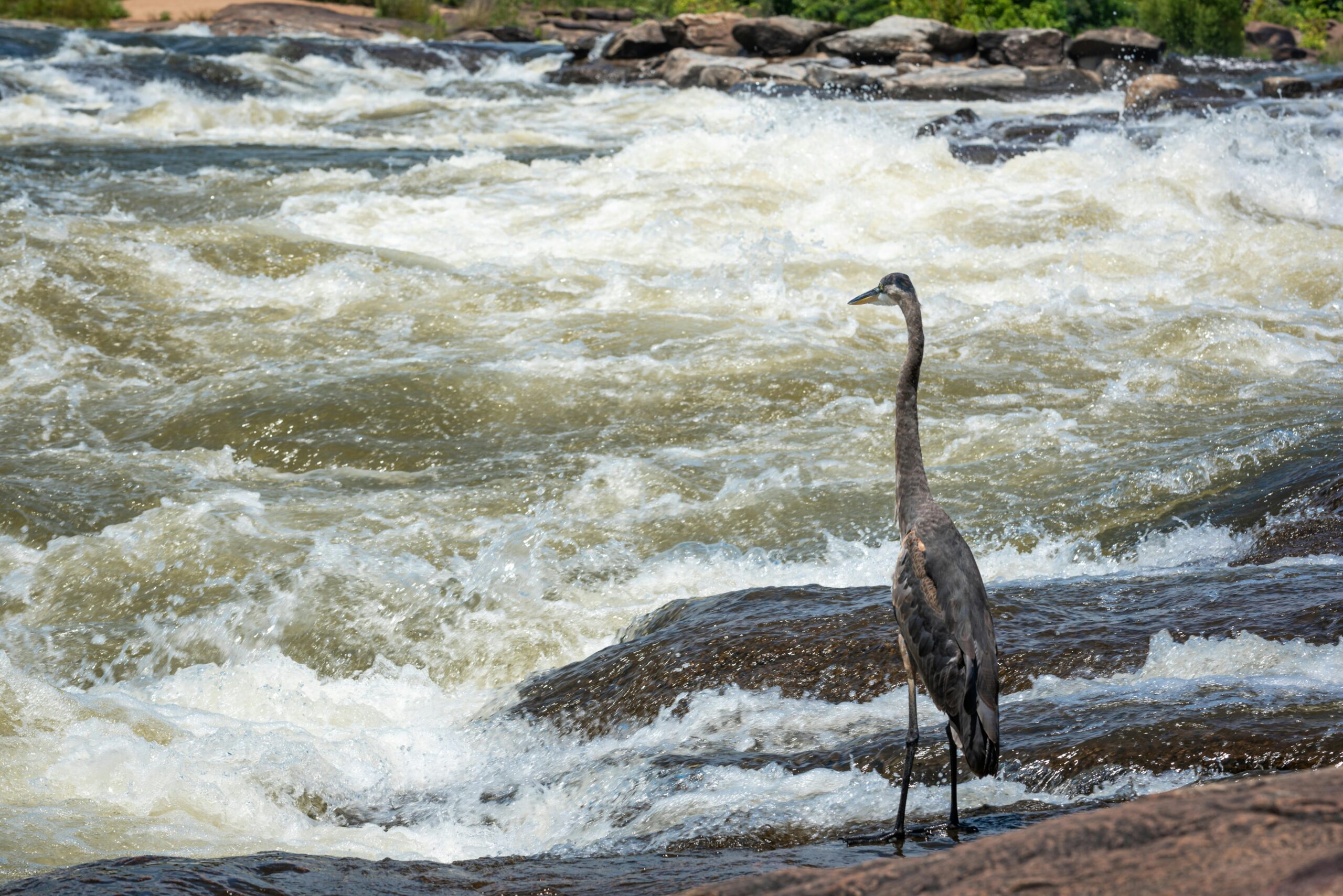 What Happens if My Dog and I Get Injured at the Chattahoochee RiverWalk in Columbus, GA?